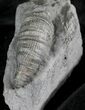 Horn Coral, Devonian Aged From New York #25129-2